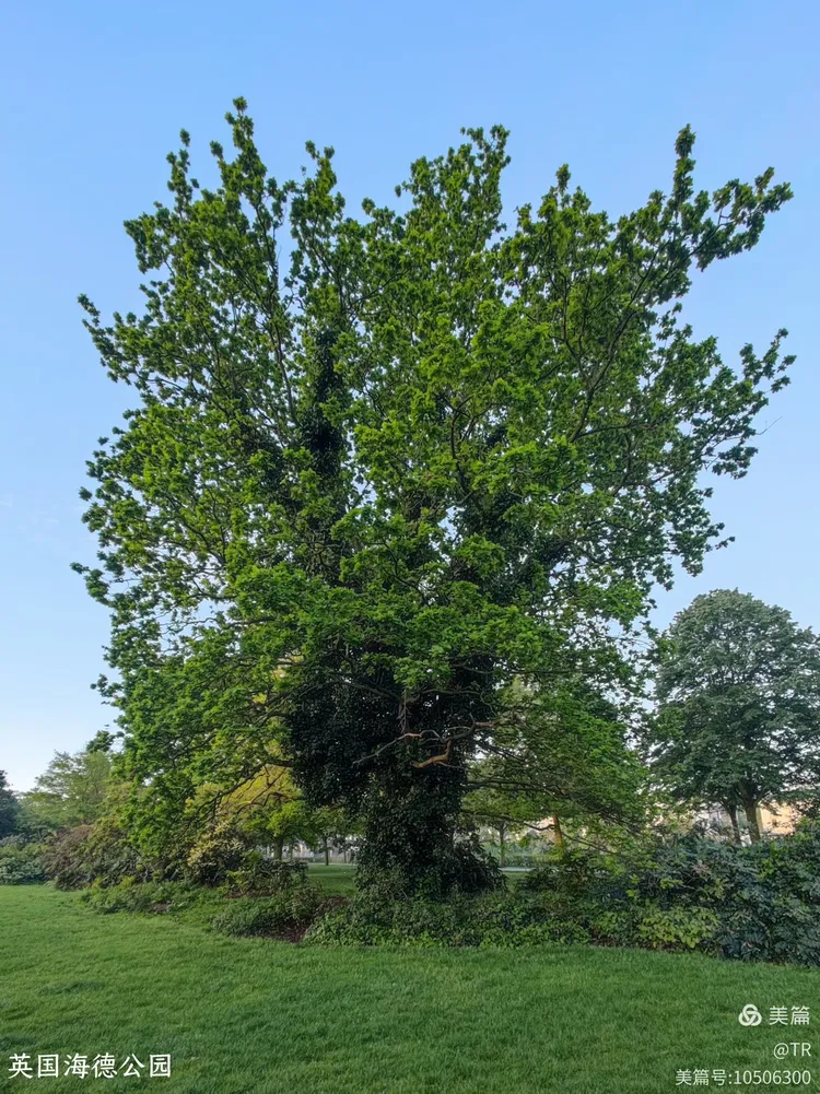伦敦海德公园清晨一角